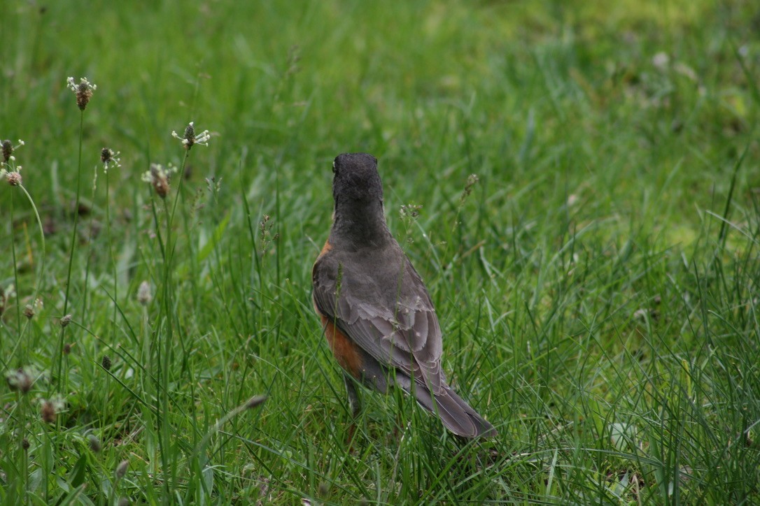 American Robin - ML620168260