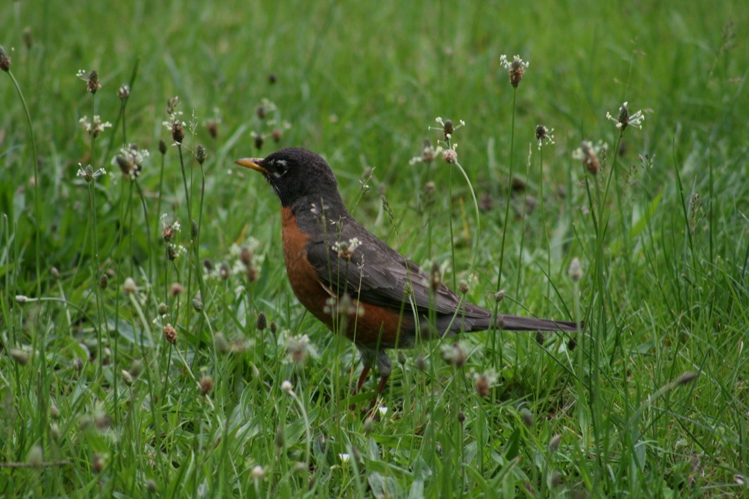 American Robin - ML620168262