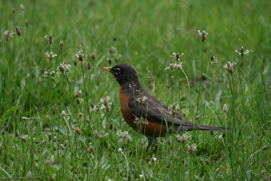 American Robin - ML620168263