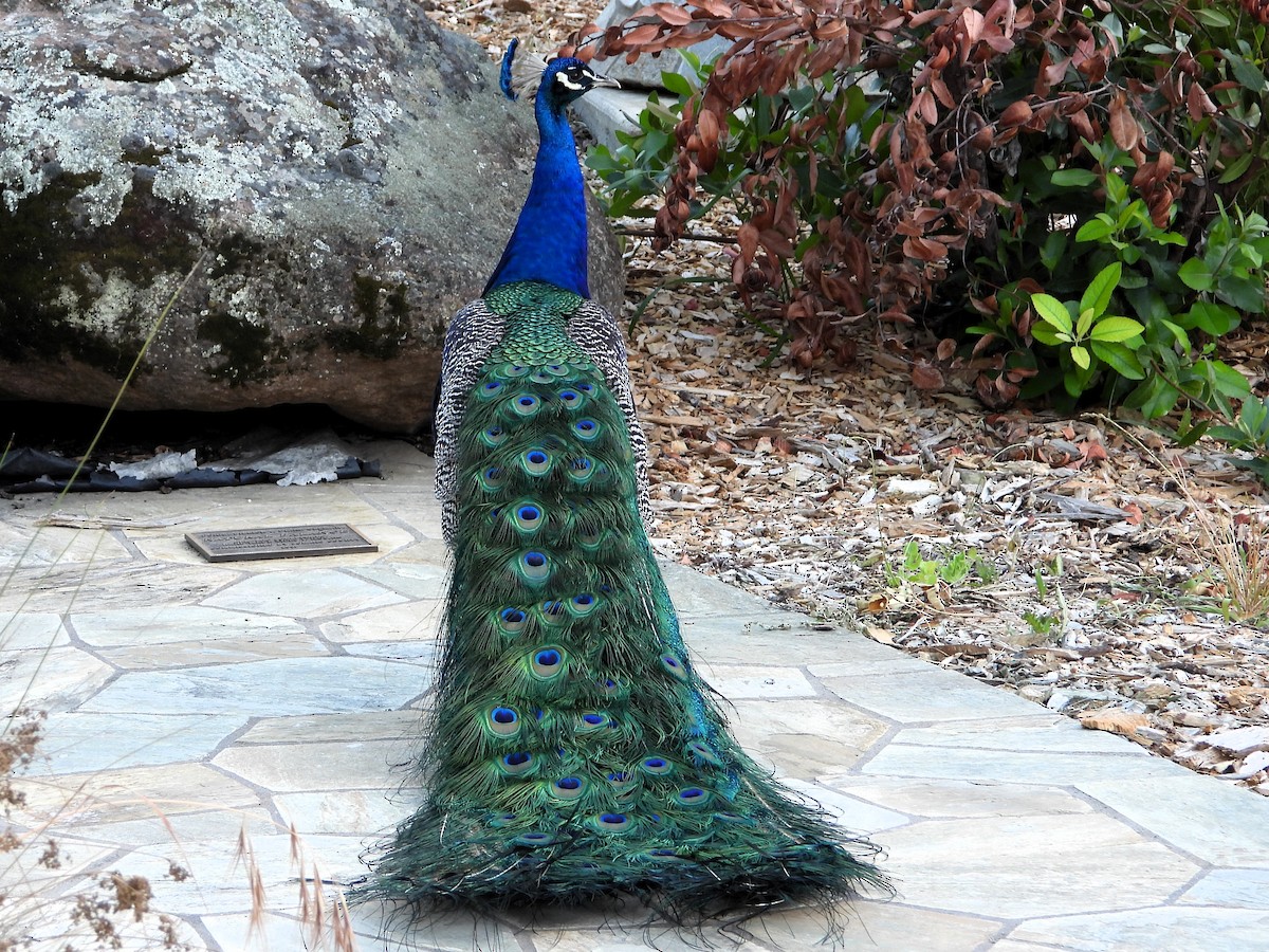 Indian Peafowl (Domestic type) - ML620168265