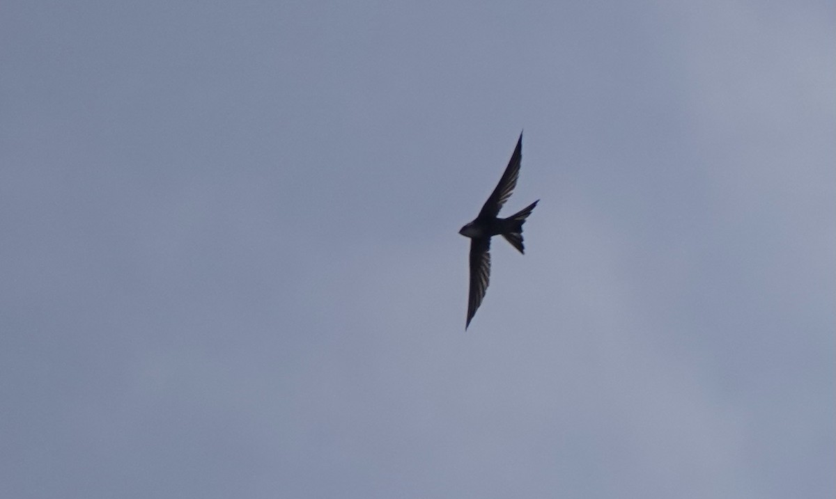 Pacific Swift - ML620168269