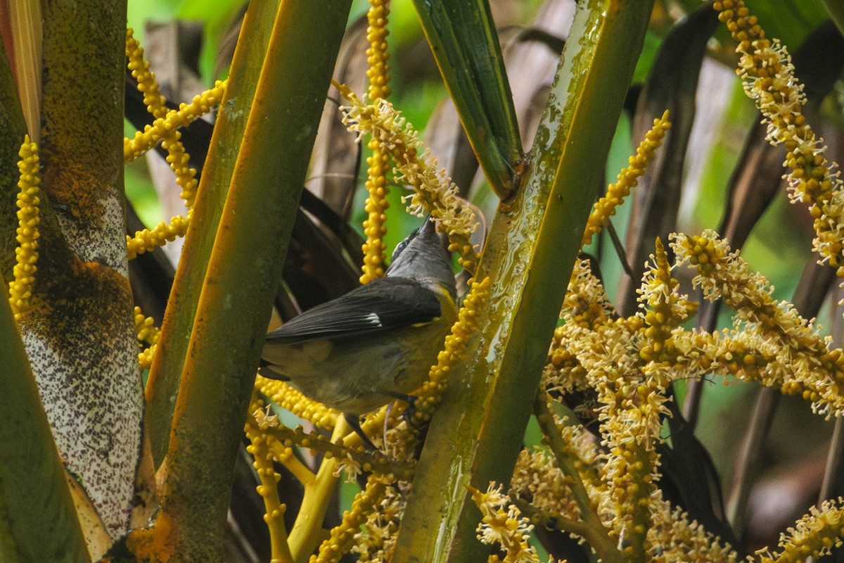 Bananaquit - ML620168280