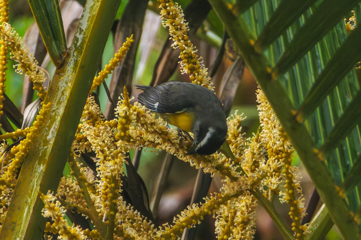 Bananaquit - ML620168282