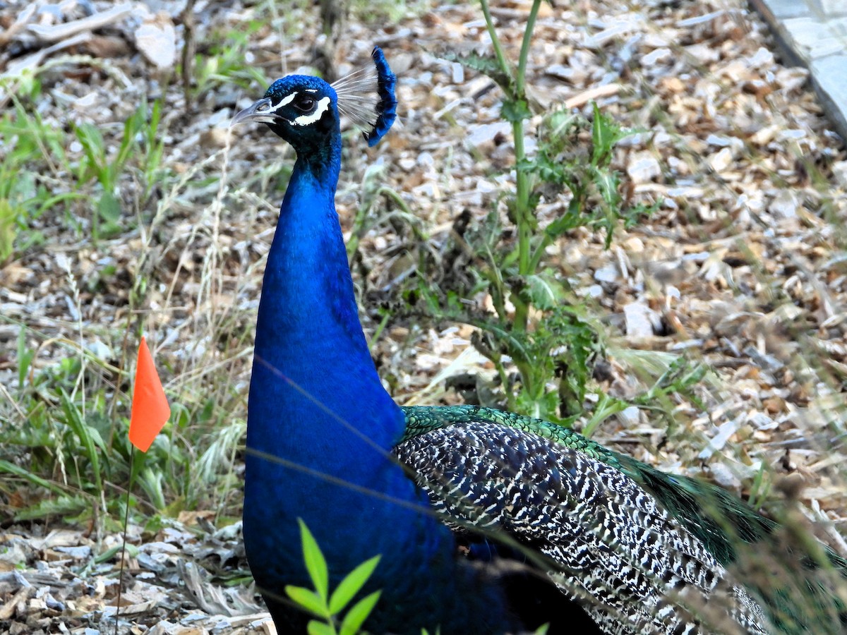 Indian Peafowl (Domestic type) - ML620168284