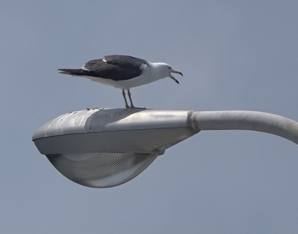 Black-tailed Gull - ML620168288