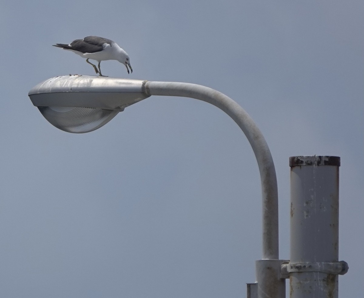 Black-tailed Gull - ML620168291