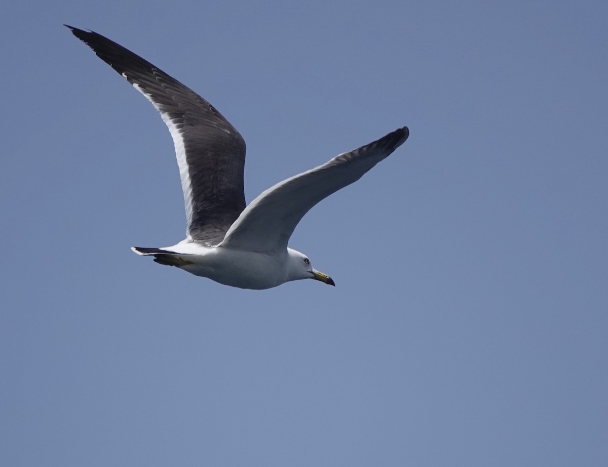 Black-tailed Gull - ML620168293