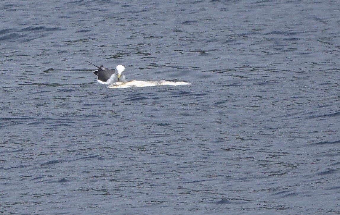 Black-tailed Gull - ML620168294