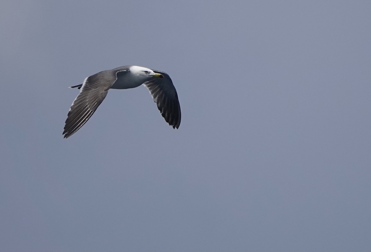 Black-tailed Gull - ML620168296