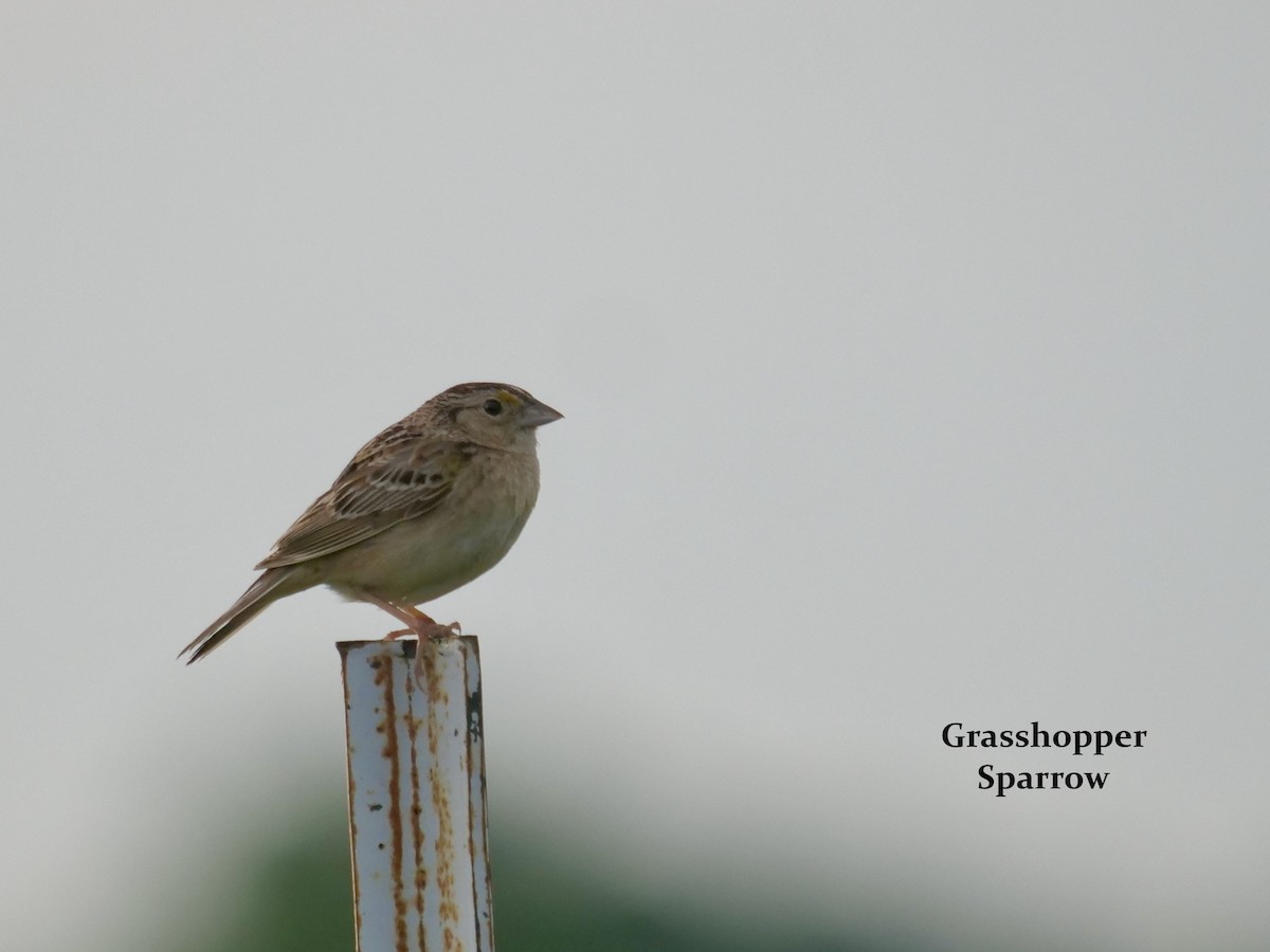 Grasshopper Sparrow - ML620168301