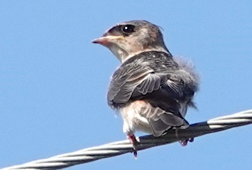 Golondrina Pueblera - ML620168302