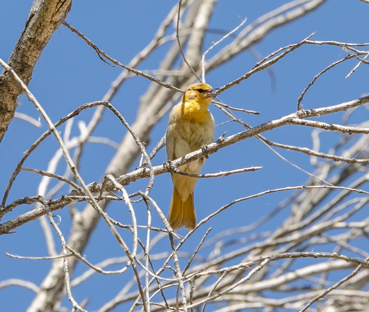 Bullock's Oriole - ML620168305