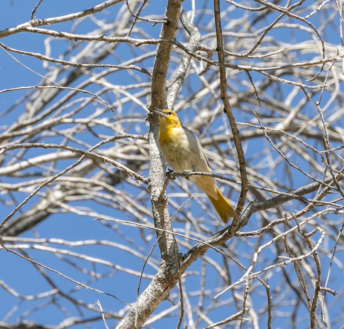 Bullock's Oriole - ML620168307