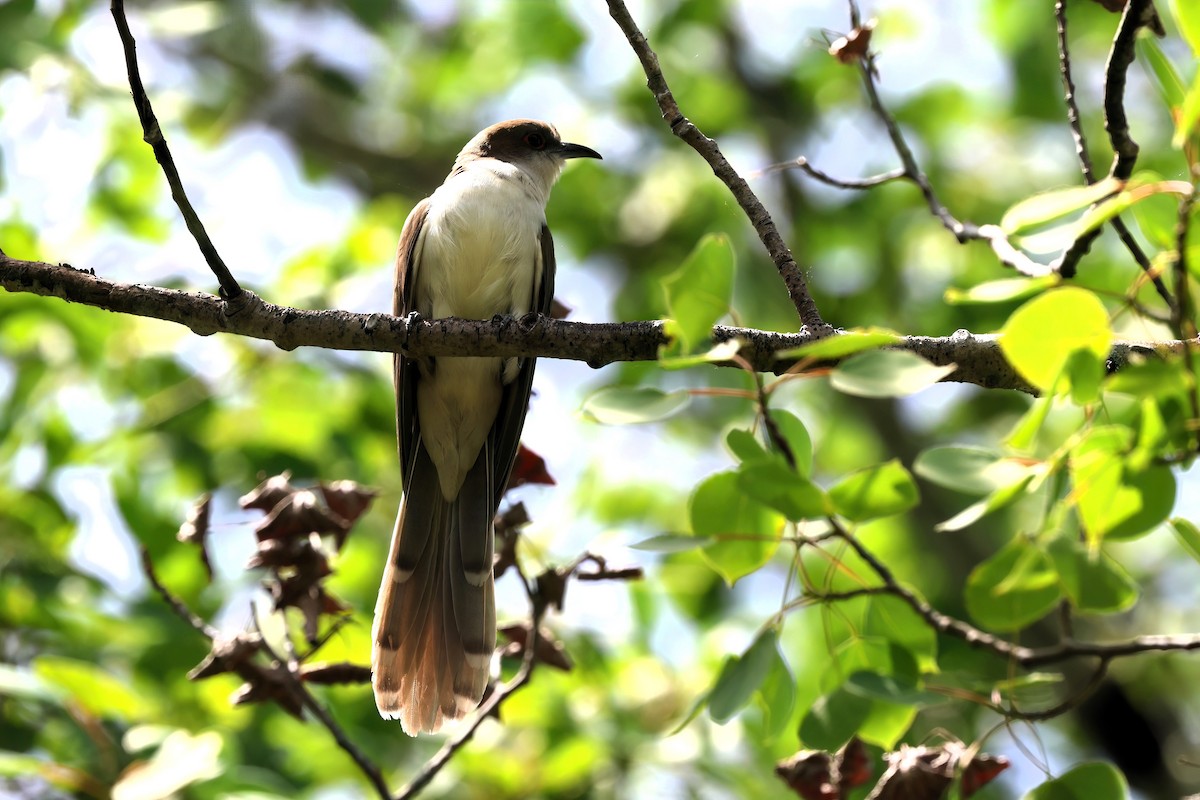 Black-billed Cuckoo - ML620168317