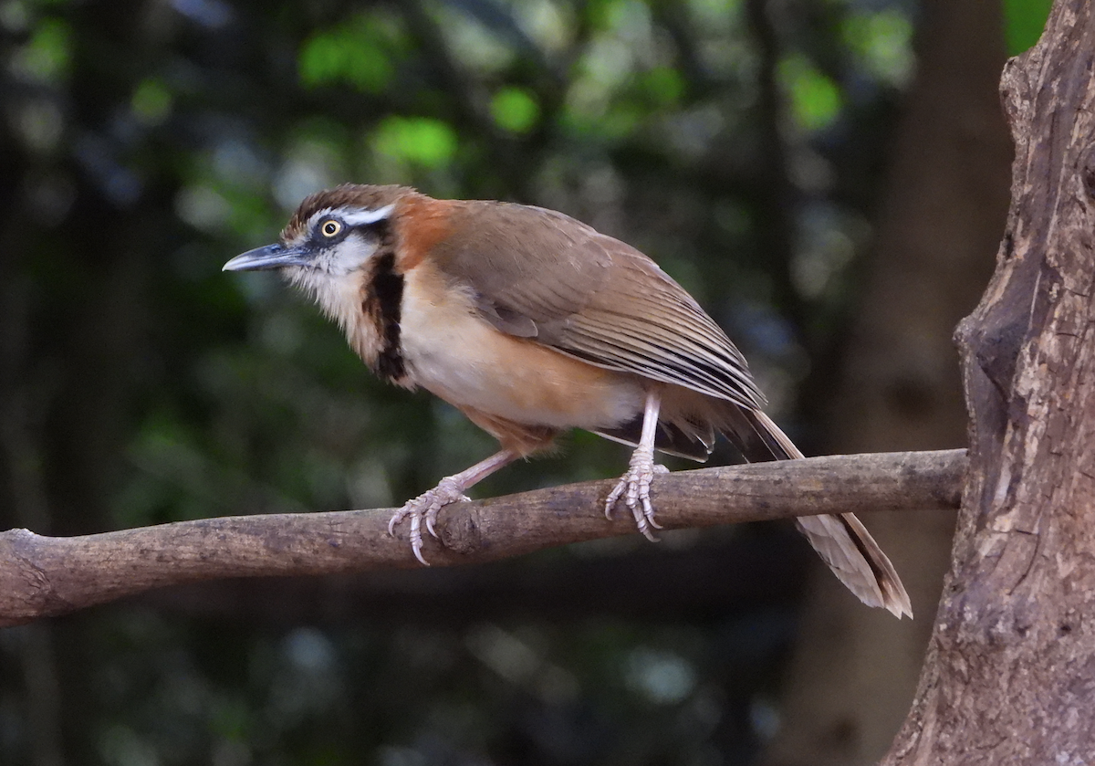 Lesser Necklaced Laughingthrush - ML620168319