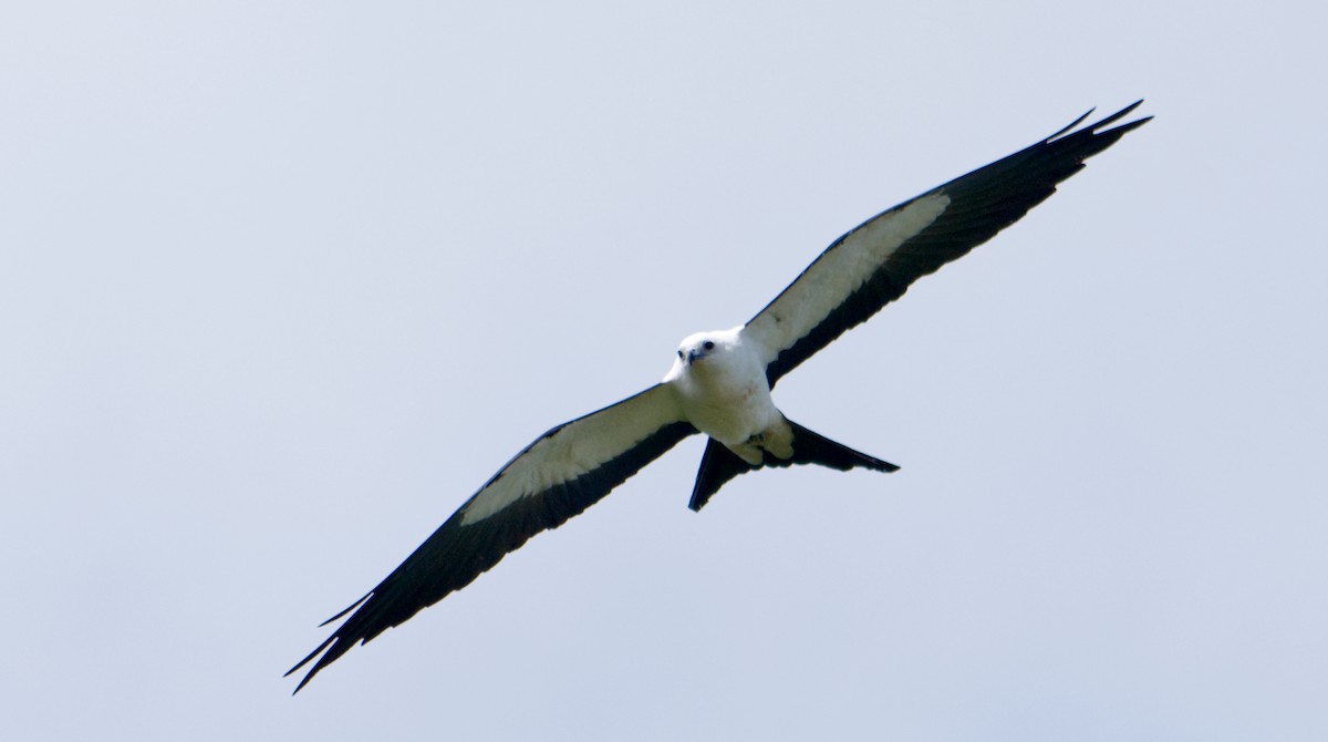 Swallow-tailed Kite - ML620168322