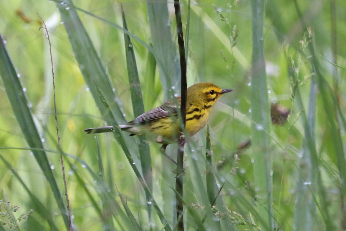 Prairie Warbler - ML620168323