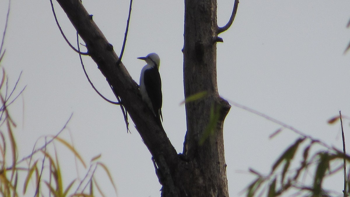 White Woodpecker - ML620168324