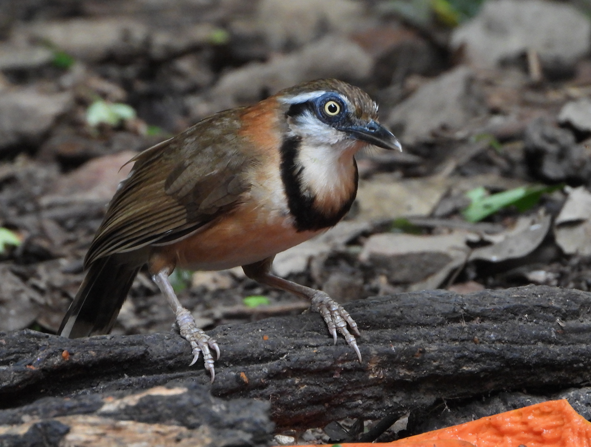 Lesser Necklaced Laughingthrush - ML620168325