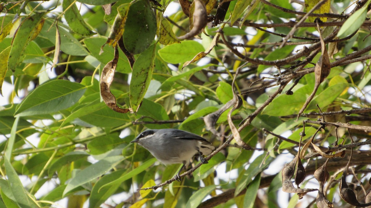 Masked Gnatcatcher - ML620168335