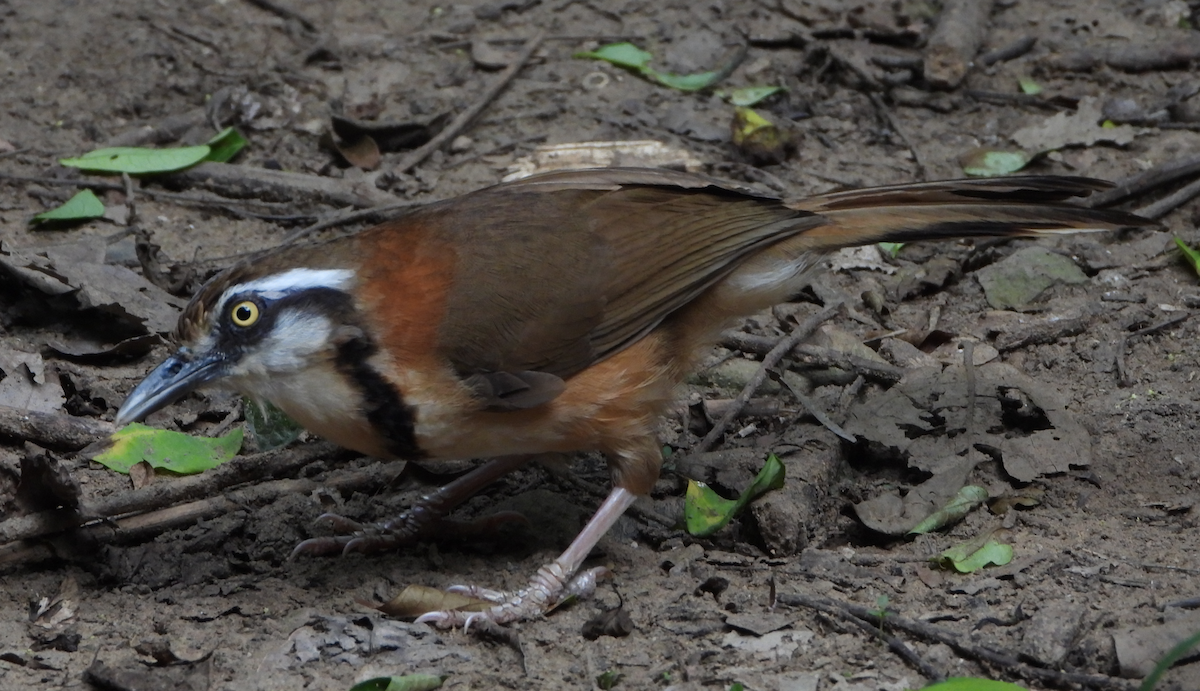 Lesser Necklaced Laughingthrush - ML620168339