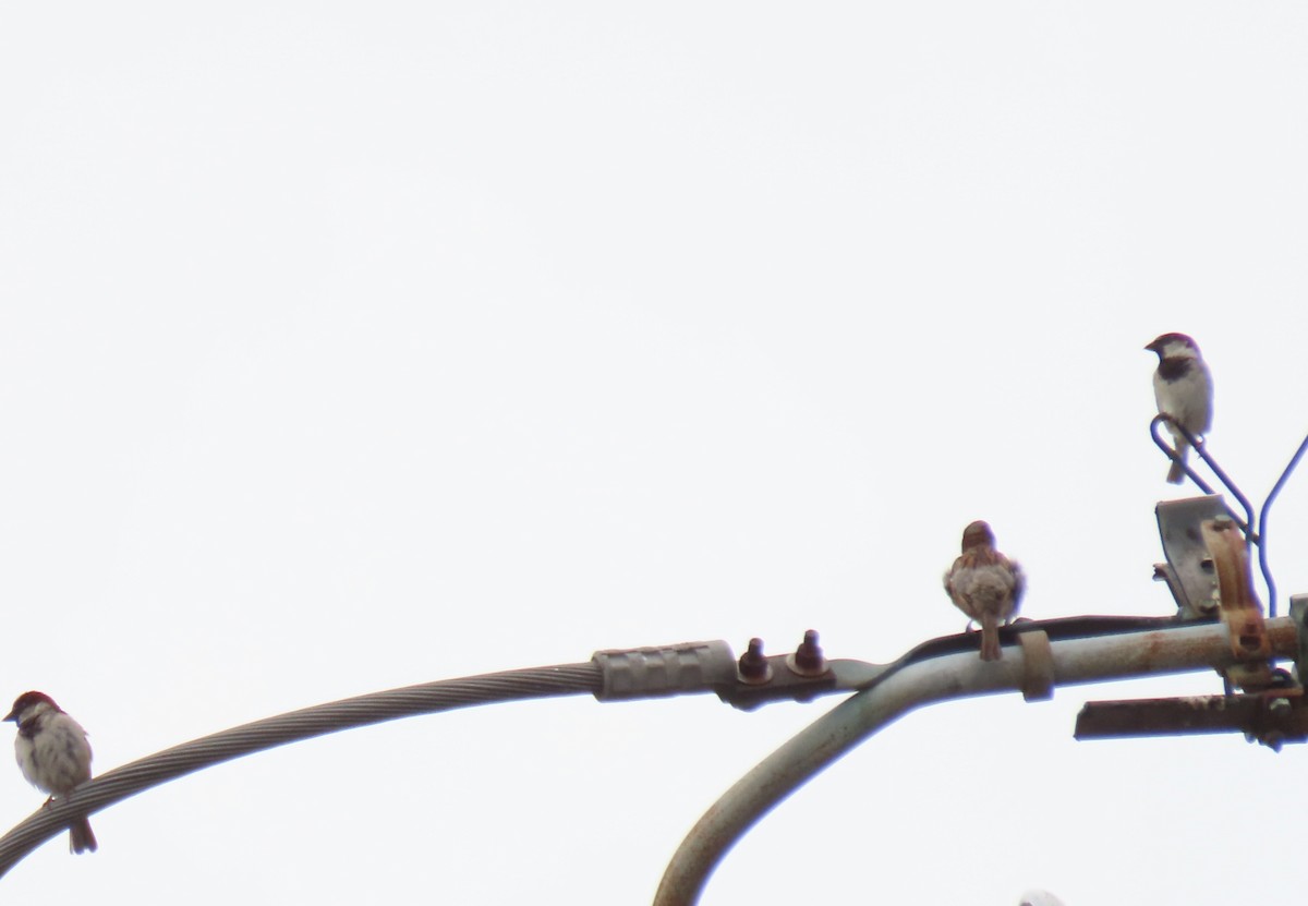 House Sparrow - ML620168341