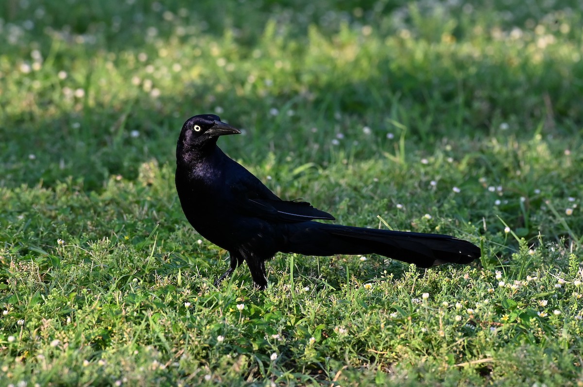 Great-tailed Grackle - ML620168348