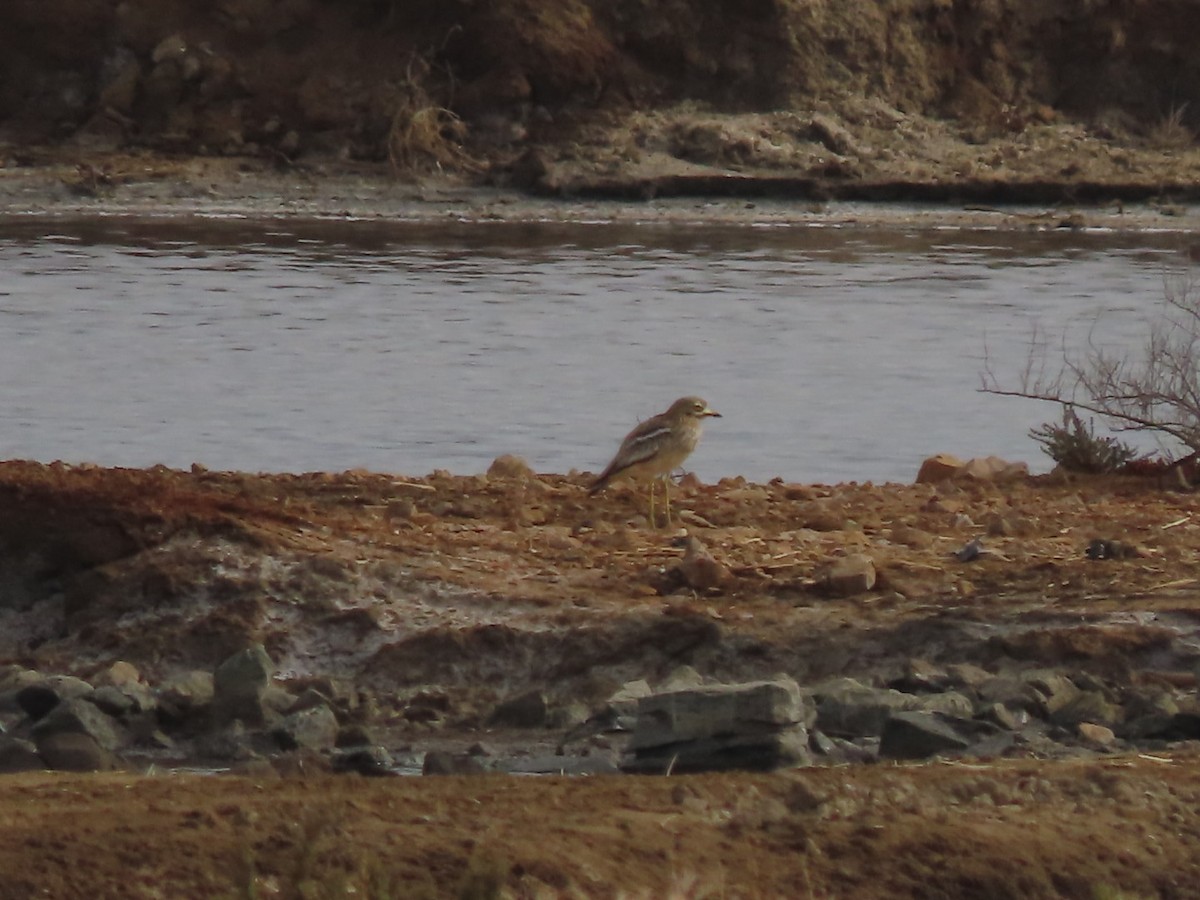 Eurasian Thick-knee - ML620168350