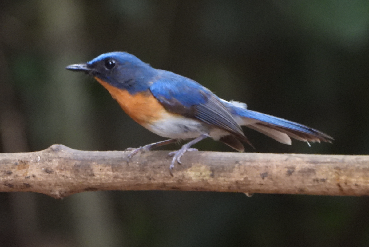 Indochinese Blue Flycatcher - Alfred McLachlan-Karr