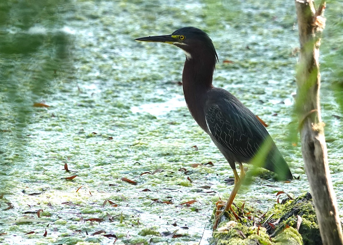 Green Heron - ML620168356