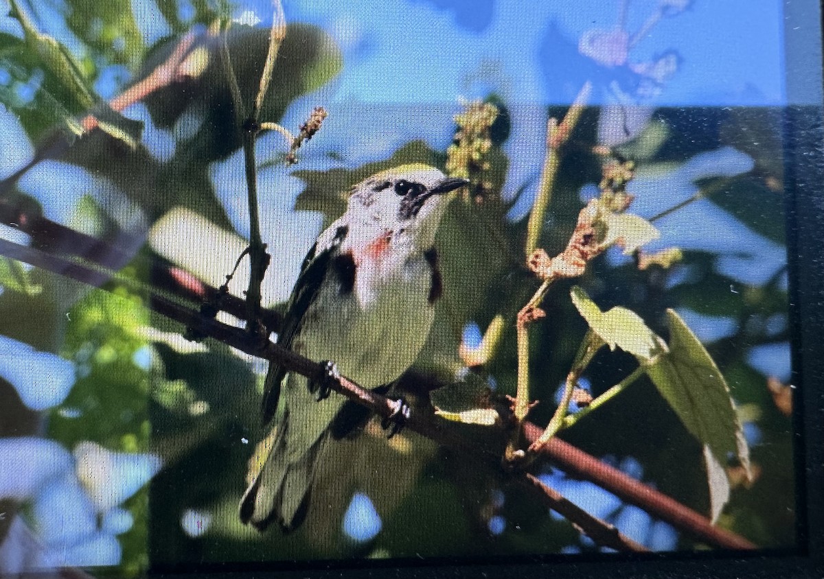 Chestnut-sided Warbler - ML620168373