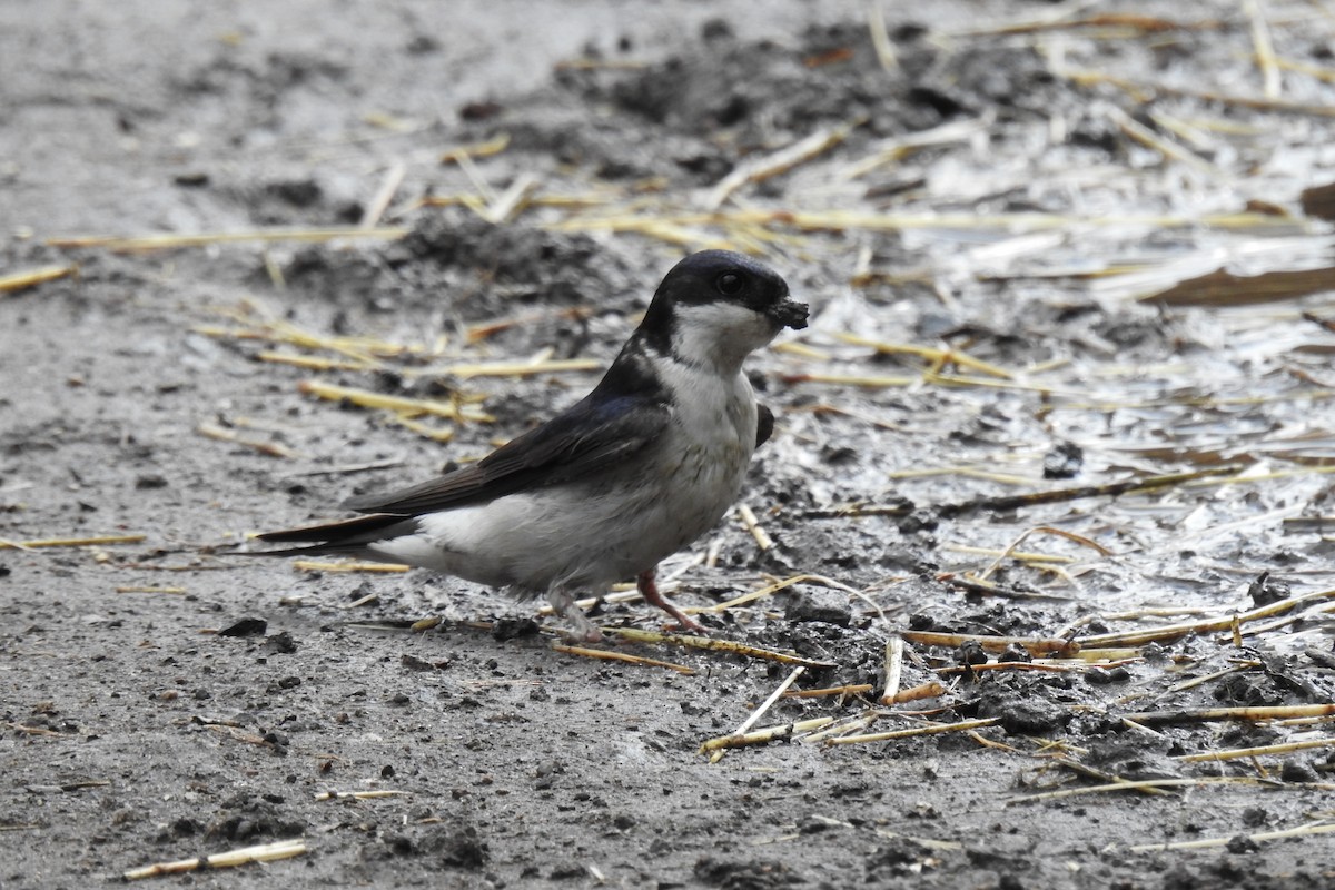 Western House-Martin - ML620168375