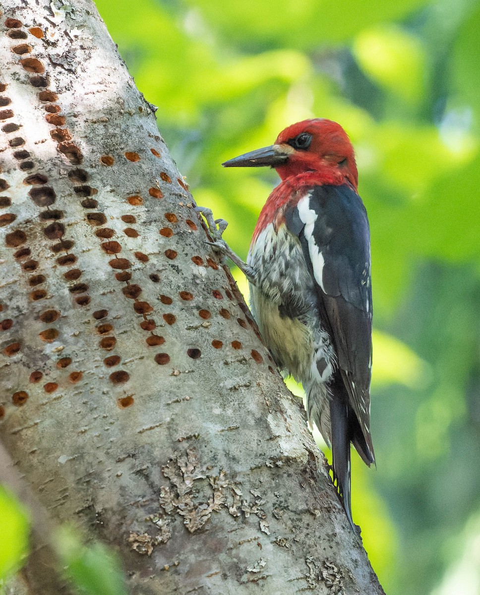 Red-breasted Sapsucker - ML620168377