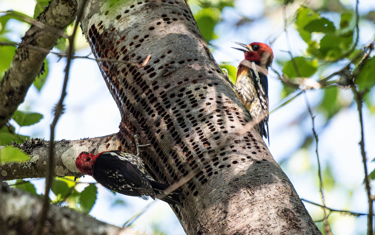 Red-breasted Sapsucker - ML620168379