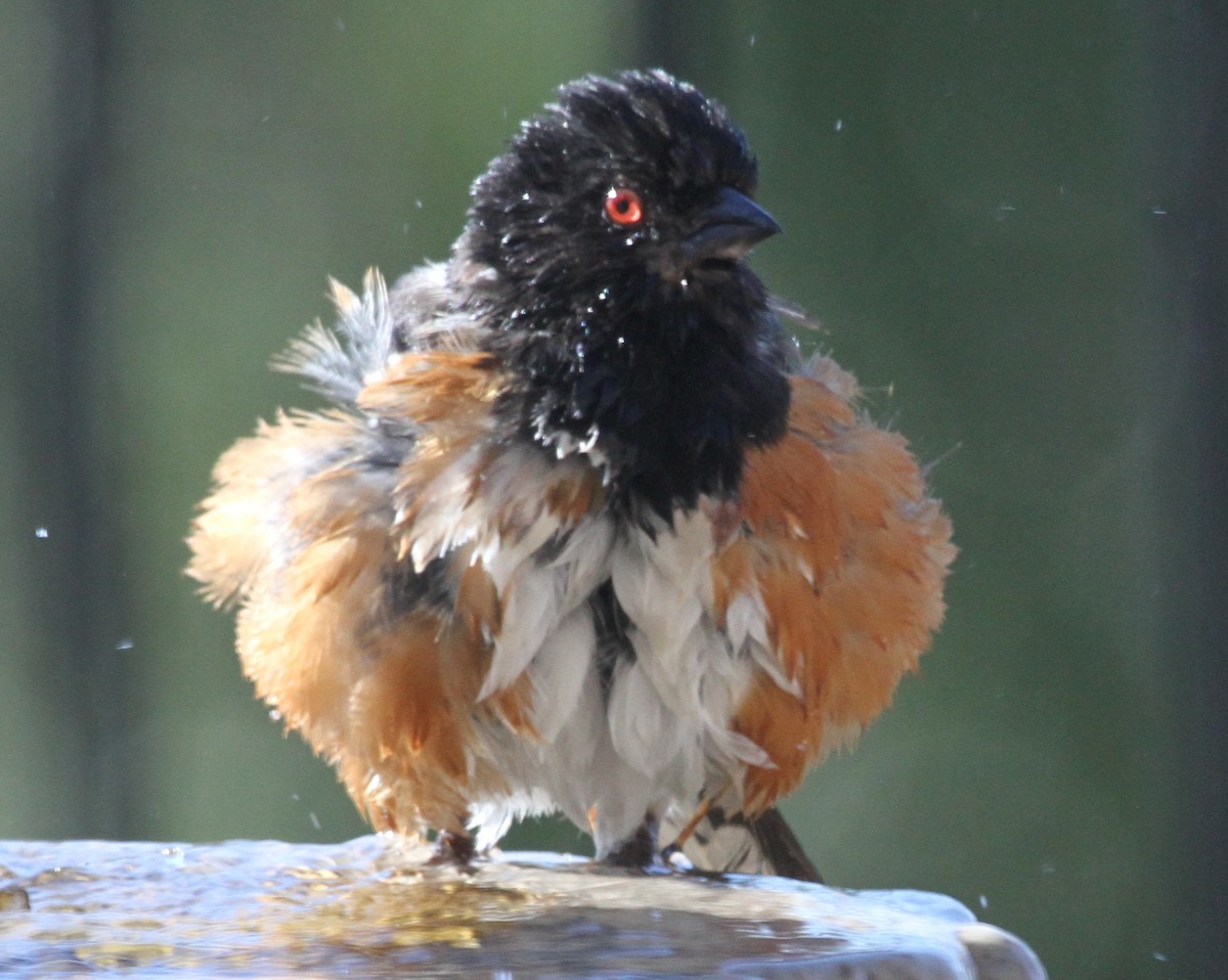 Spotted Towhee - ML620168381
