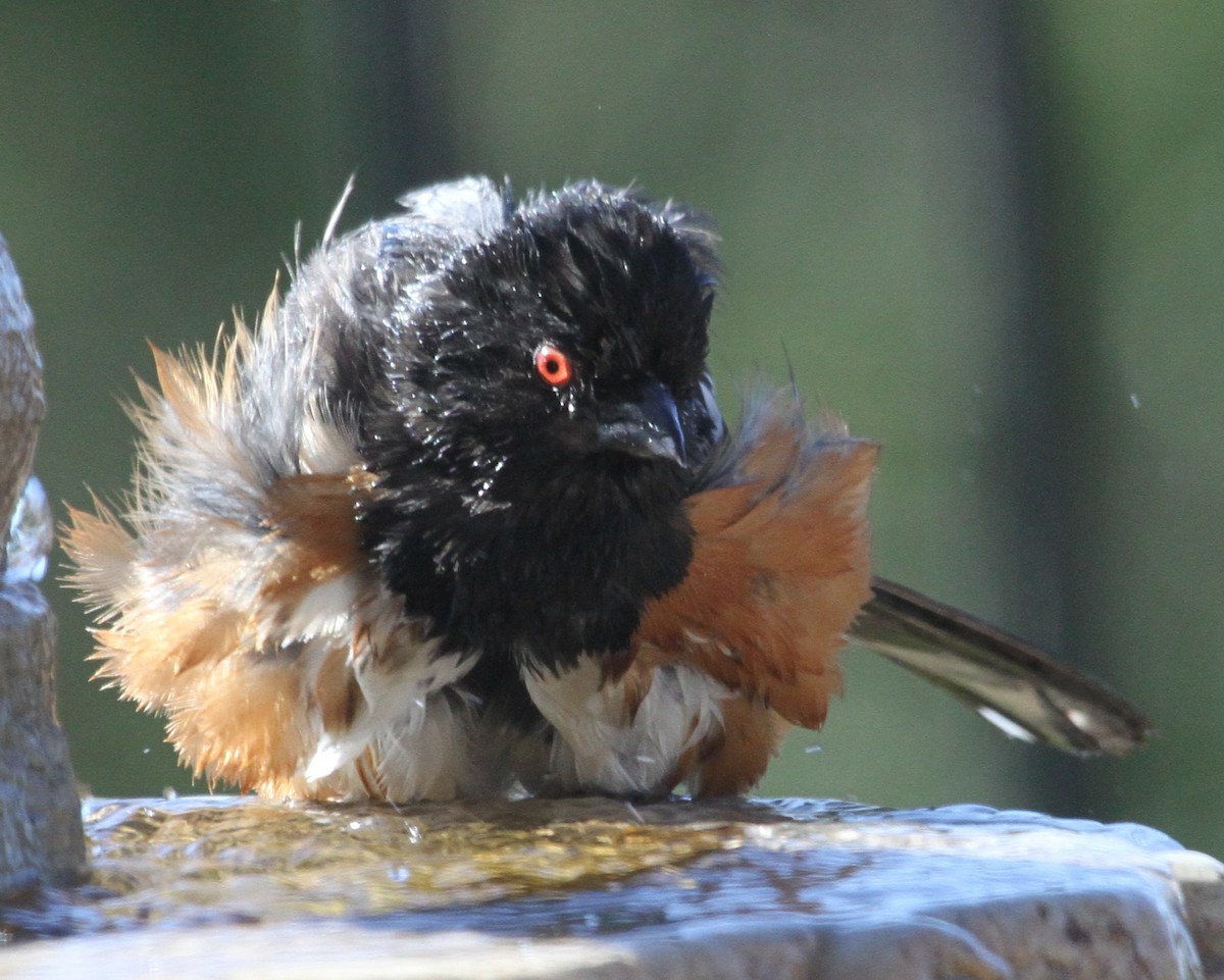 Spotted Towhee - ML620168382