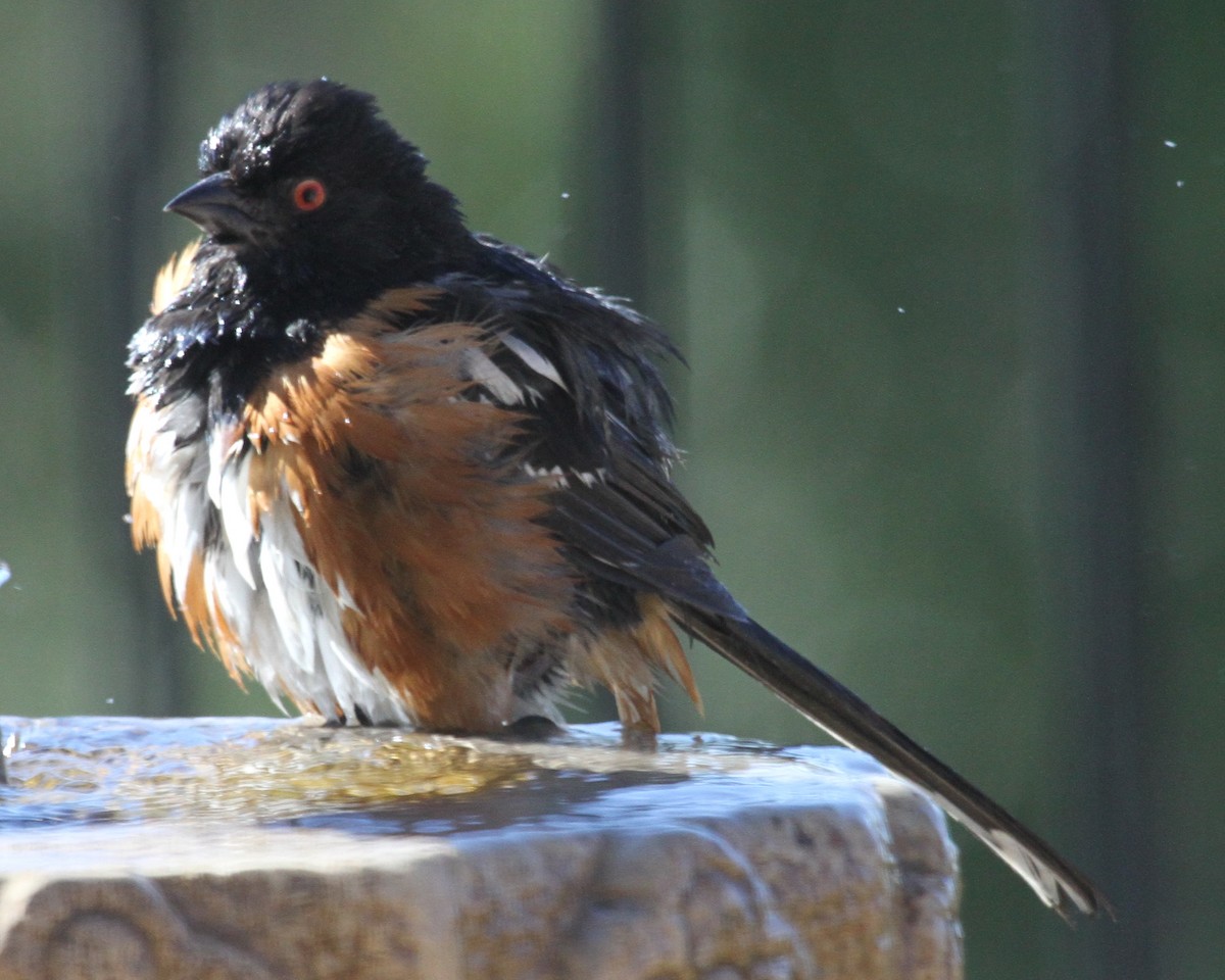 Spotted Towhee - ML620168383