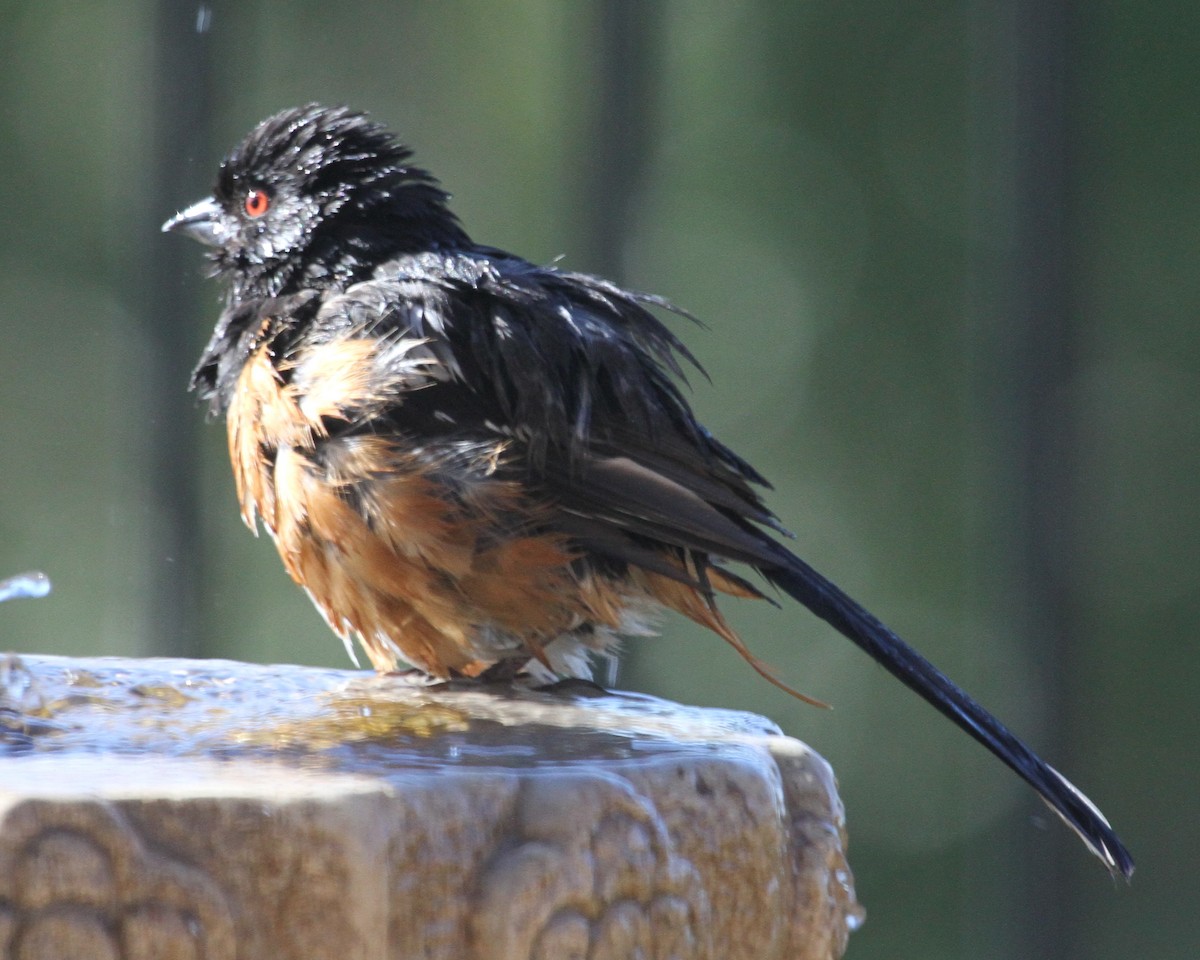 Spotted Towhee - ML620168384