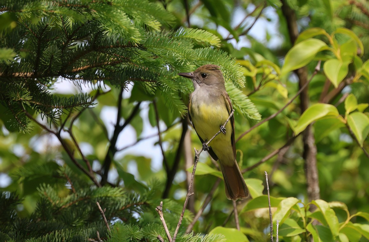 Great Crested Flycatcher - ML620168385