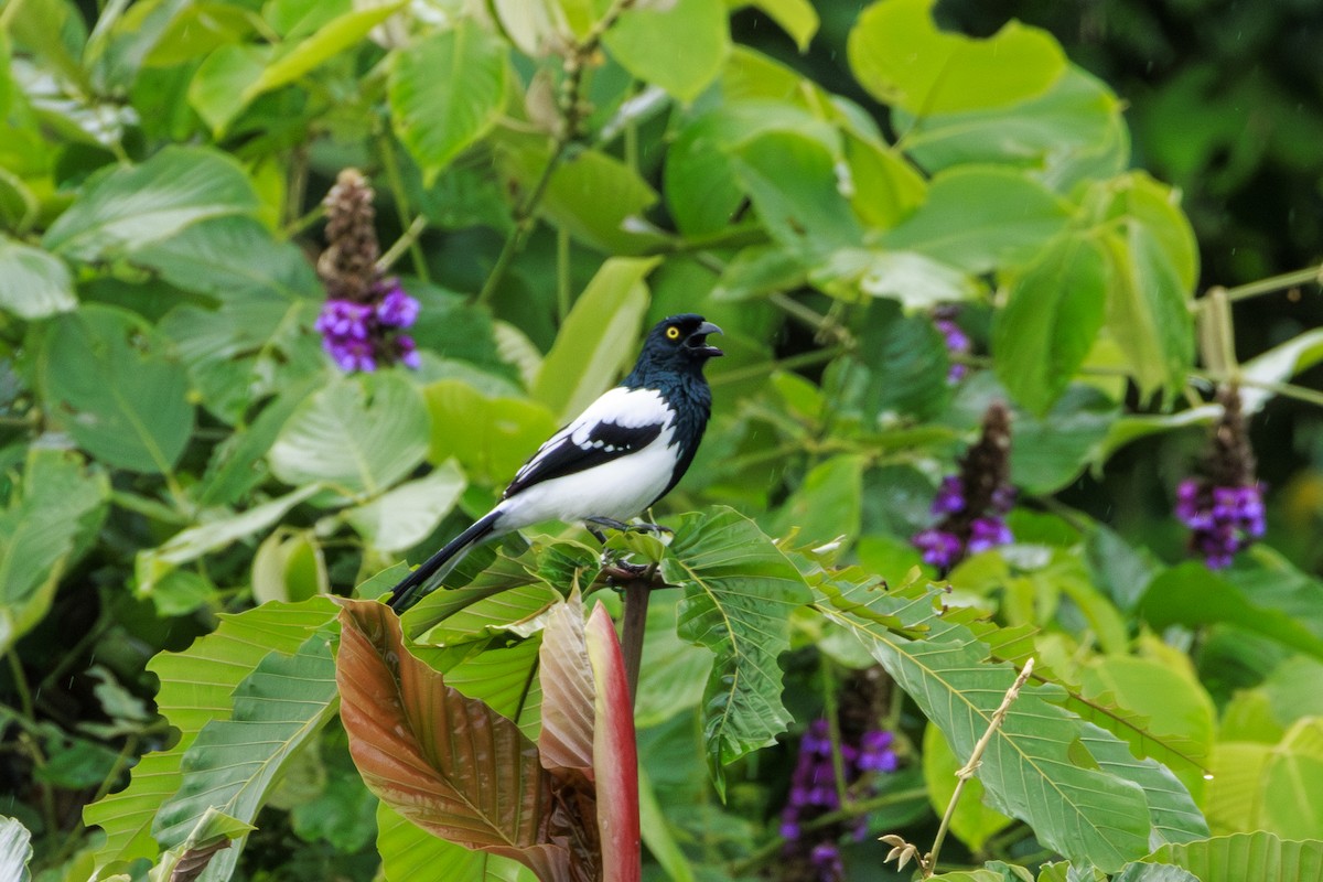 Magpie Tanager - ML620168387