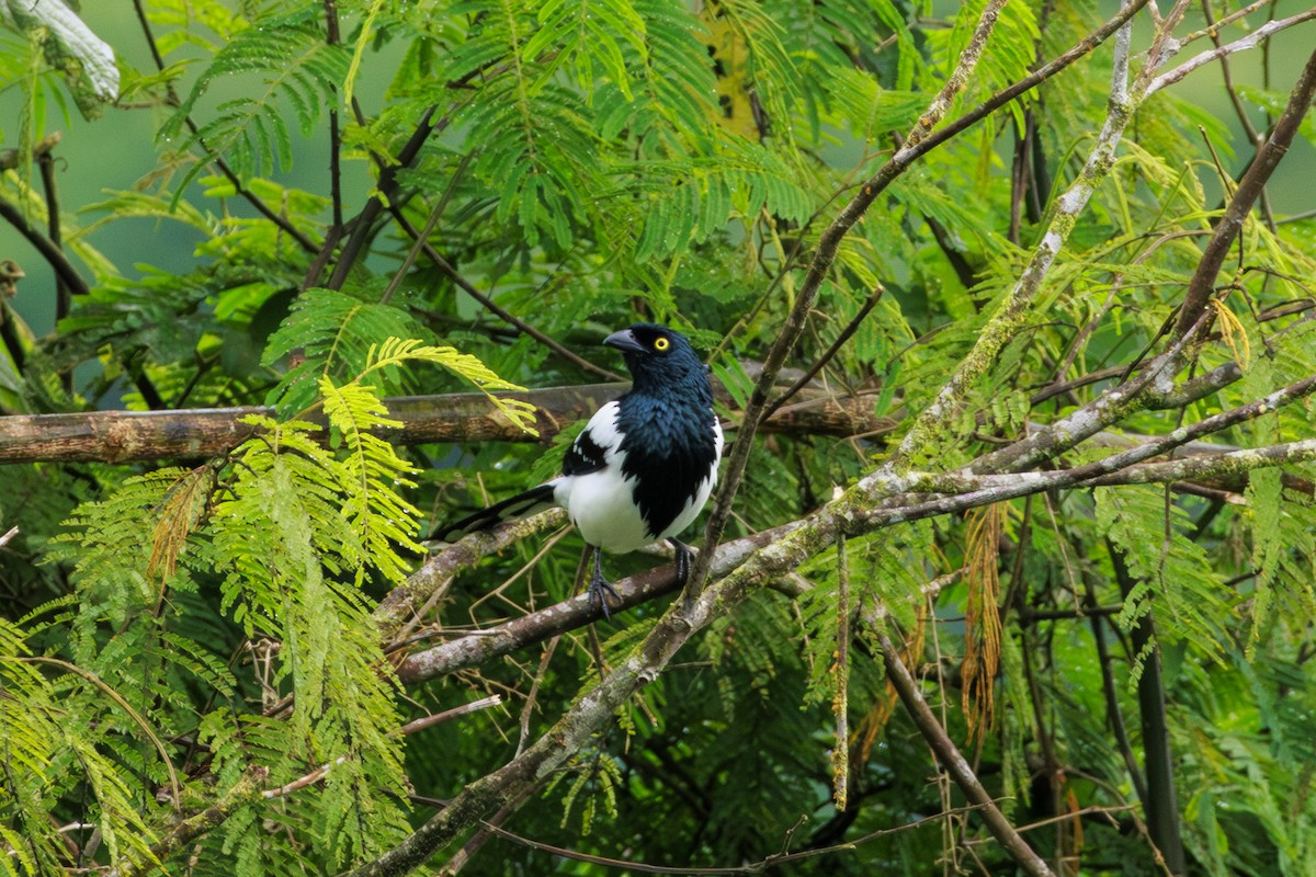 Magpie Tanager - ML620168390