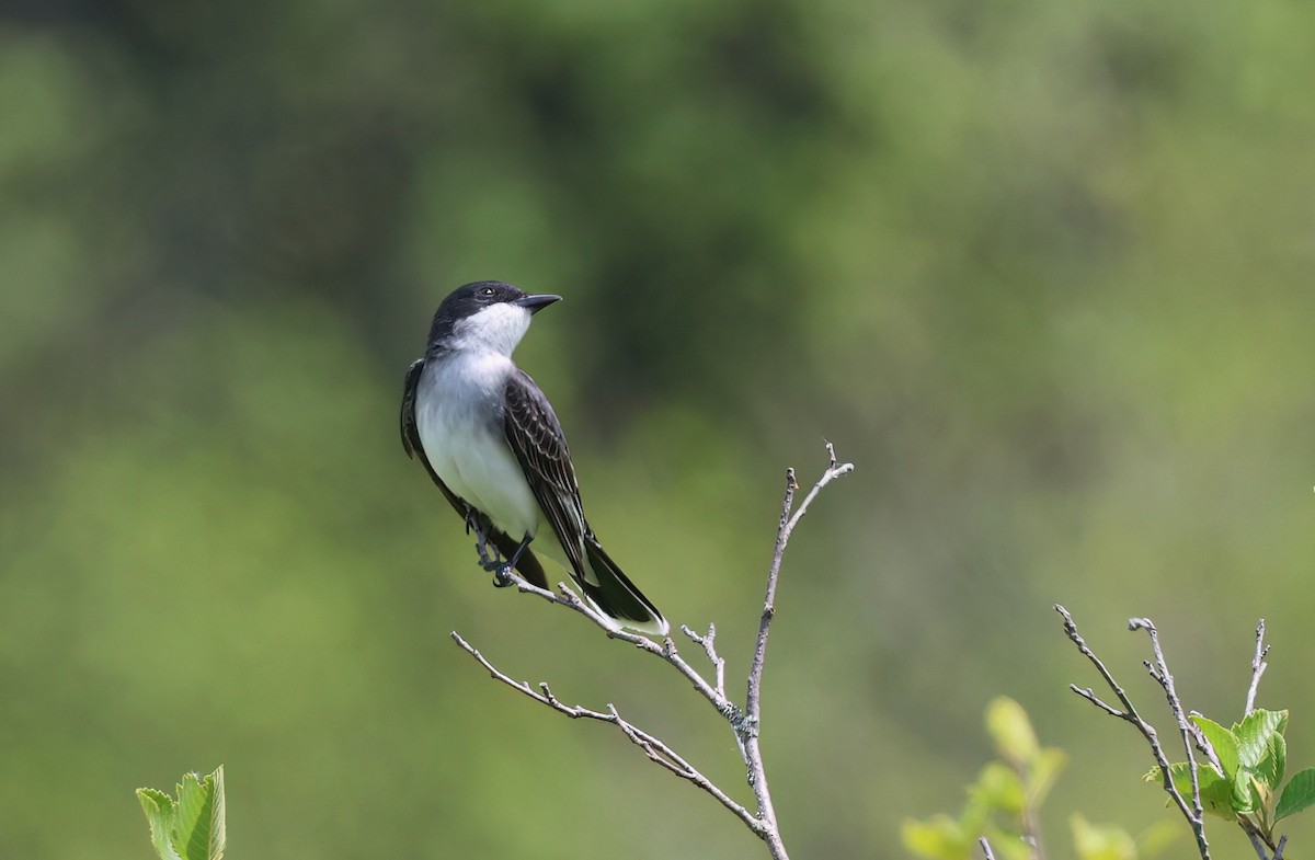 Eastern Kingbird - ML620168395