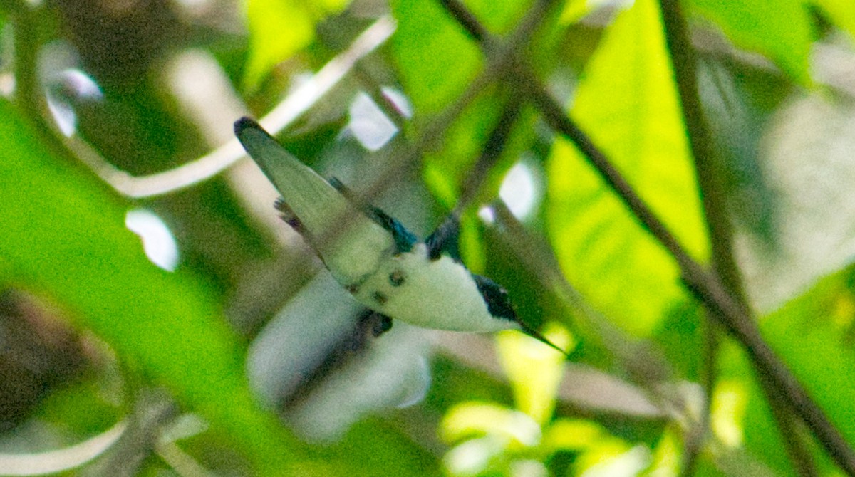 Colibrí Hada Occidental - ML620168398