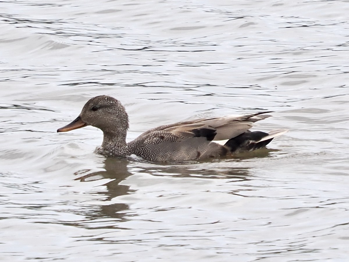 Gadwall - ML620168405