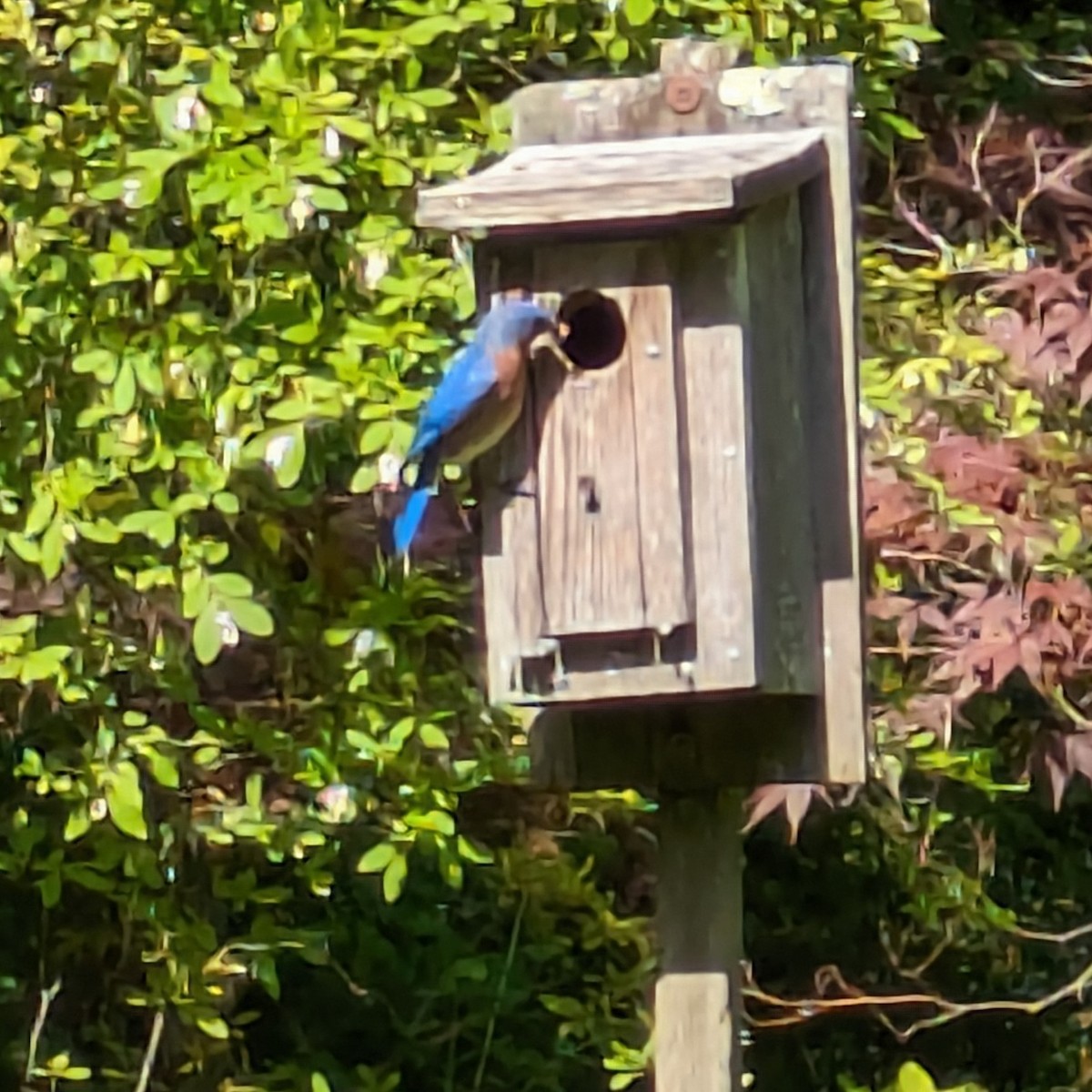 Eastern Bluebird - ML620168408