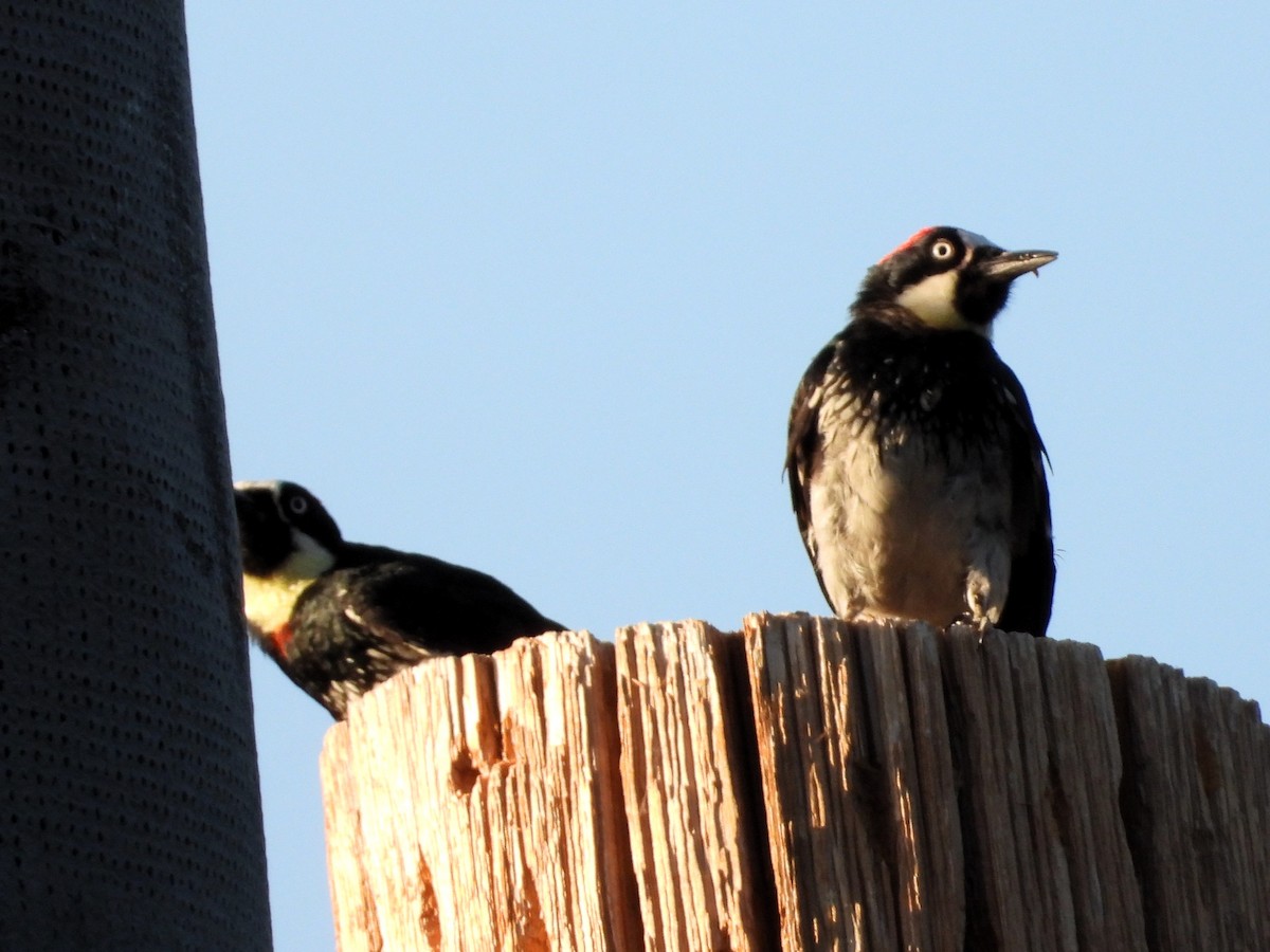 Acorn Woodpecker - ML620168412