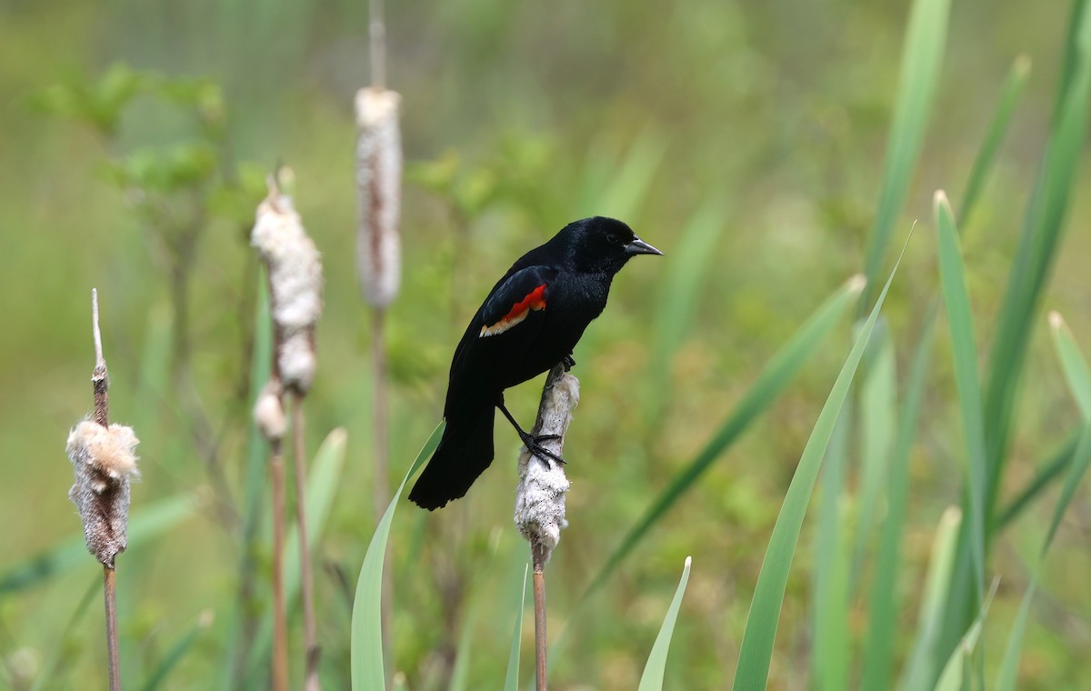 Red-winged Blackbird - ML620168415