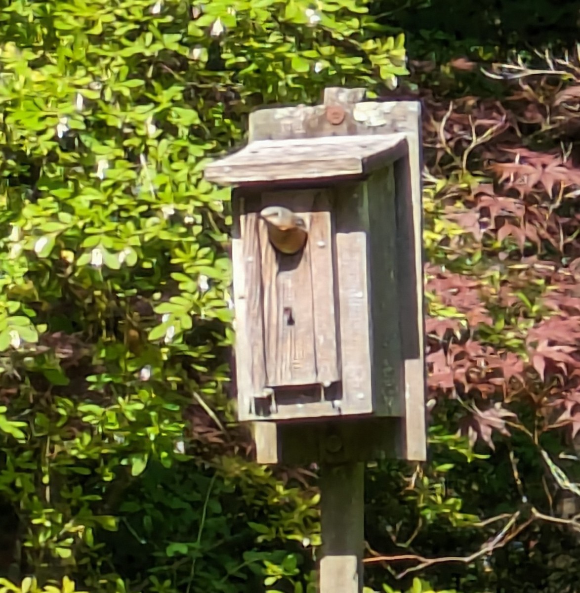 Eastern Bluebird - ML620168416