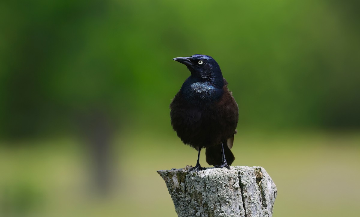 Common Grackle - ML620168420