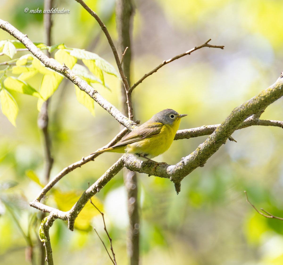 Nashville Warbler - ML620168422